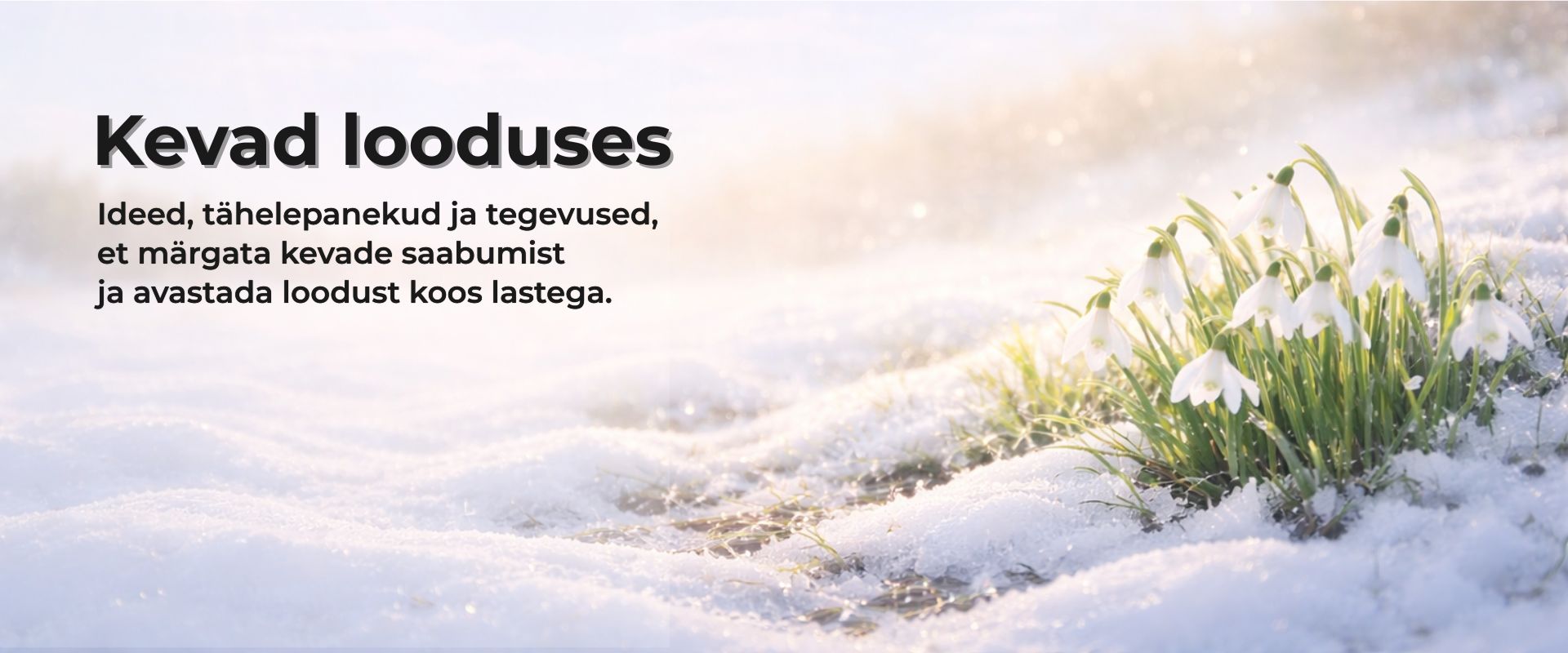 Kevade algus looduses – lumikellukesed sulava lume sees päikeselises varakevades.