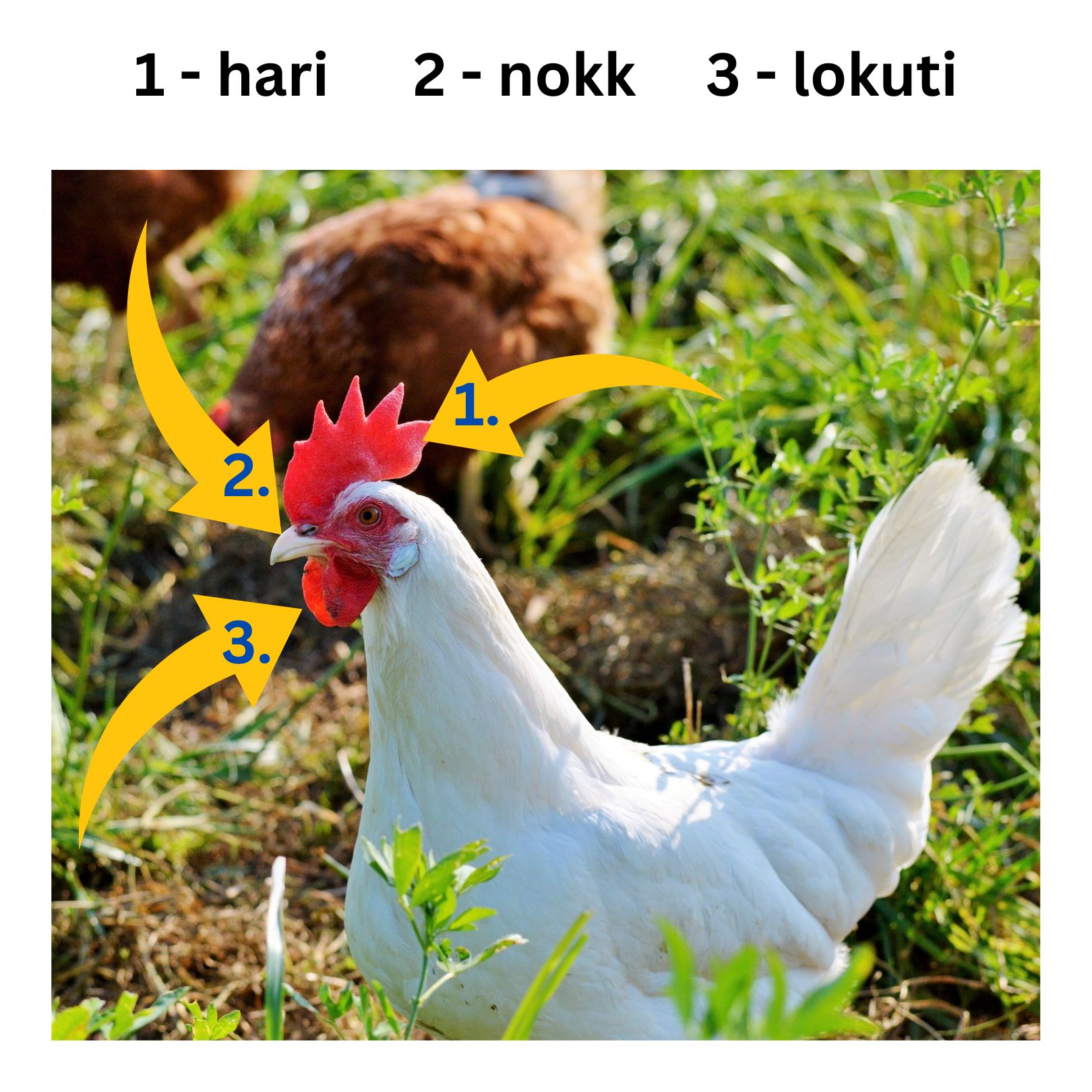 Kas sa tead, mis on kana hari ja lokuti? Kas sa tead, mis on kana hari ja lokuti?