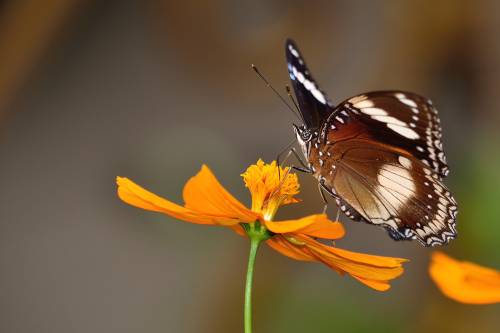 butterfly 2785699 500