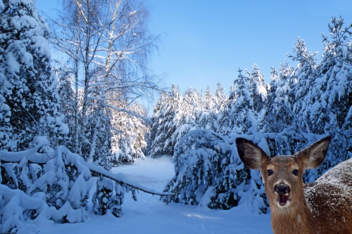 Jõulutervitus koduloomadele ja ka metsloomadele!