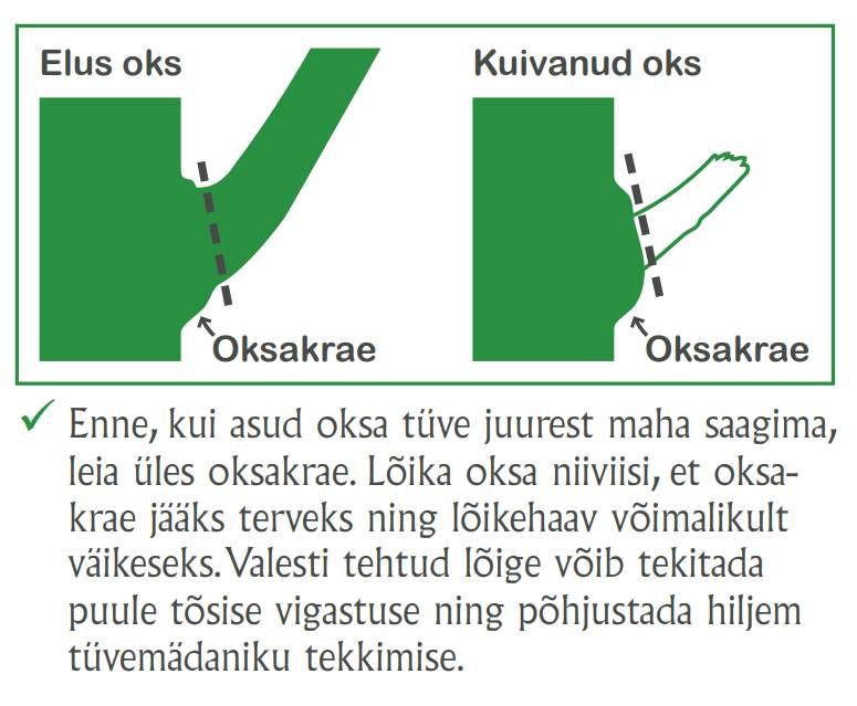 Lõige peab minema oksakrae lähedalt seda vigastamata. Lõige peab minema oksakrae lähedalt seda vigastamata.