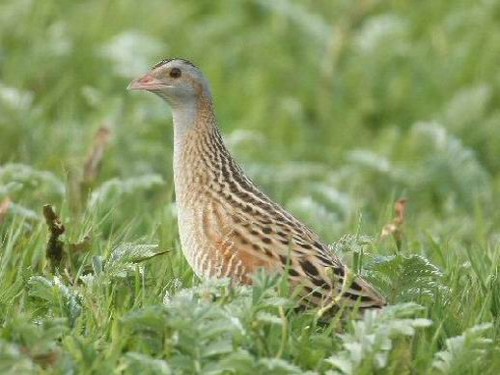 Corncrake Crex crex