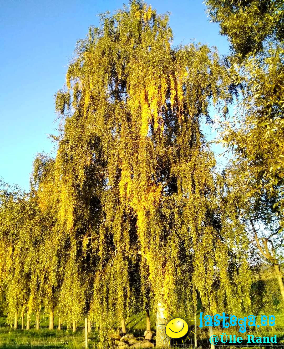 LOODUS: Kodune kasepuu. @Ülle Rand