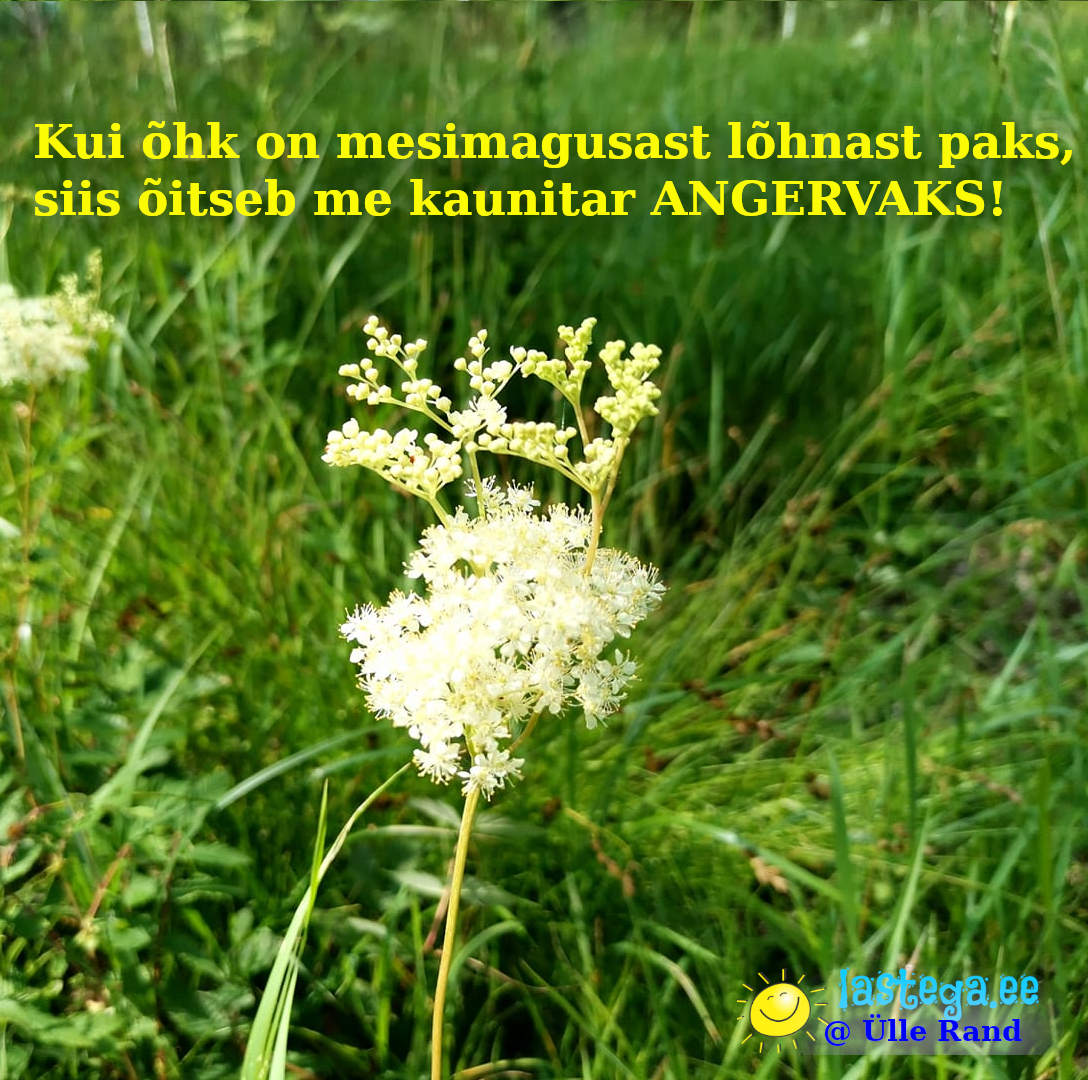 Kui õhk on mesimagusast lõhnast paks, siis õitseb me kaunitar, angervaks. @Ülle Rand Kui õhk on mesimagusast lõhnast paks, siis õitseb me kaunitar, angervaks. @Ülle Rand