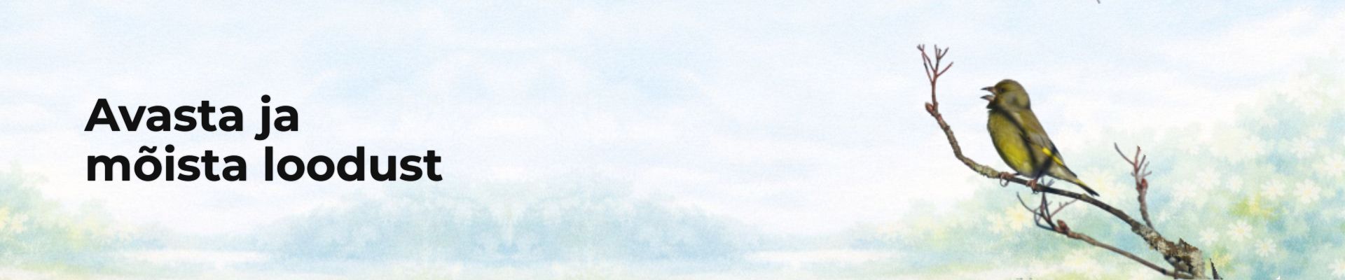 Linnuke - rohevint- istub oksal kevadises looduses. See on rubriigi "Õpi ja mõista loodust" avapilt.