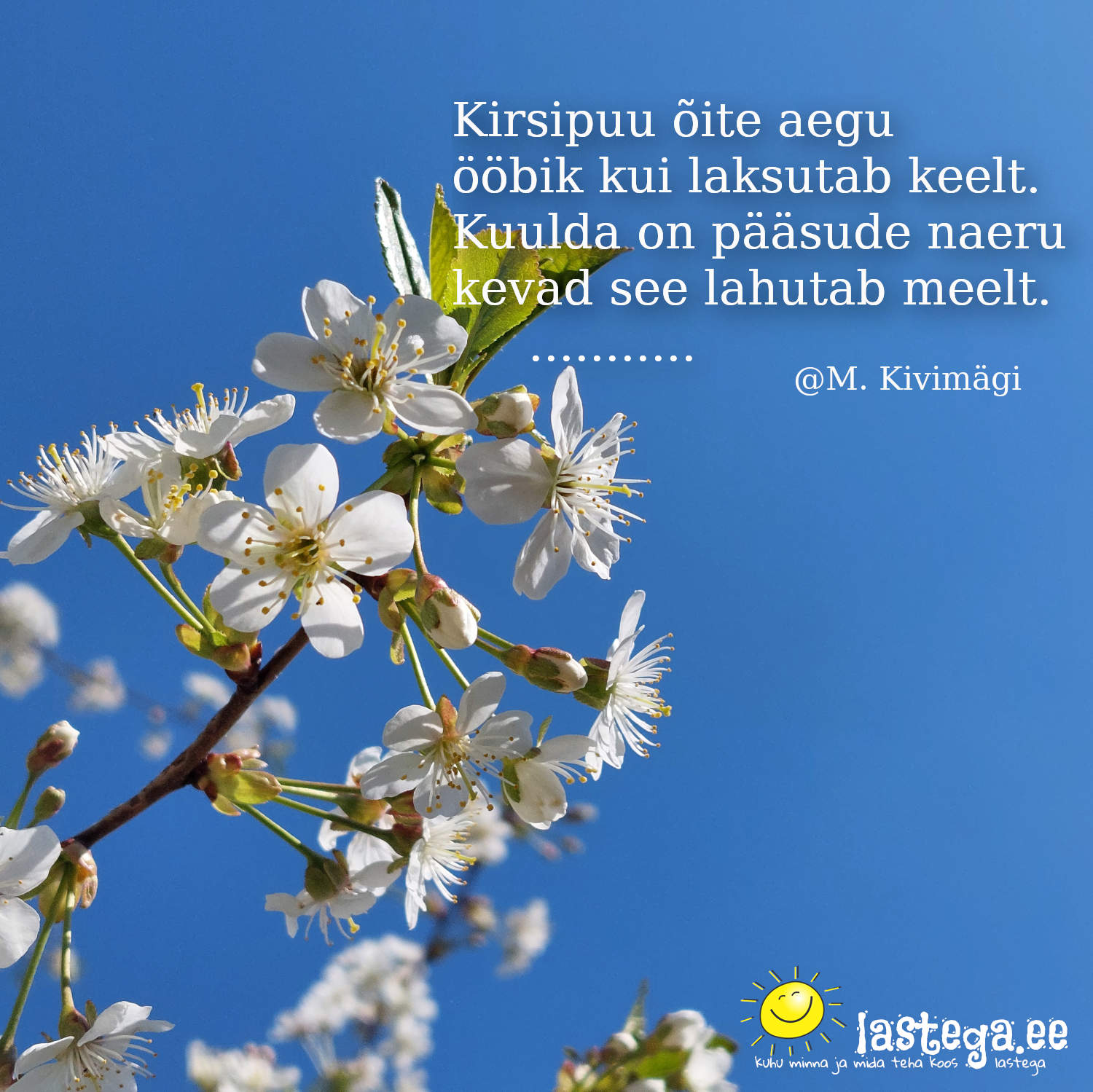 Kirsipuu õite aegu ööbik kui laksutab keelt. @Margus Kivimägi