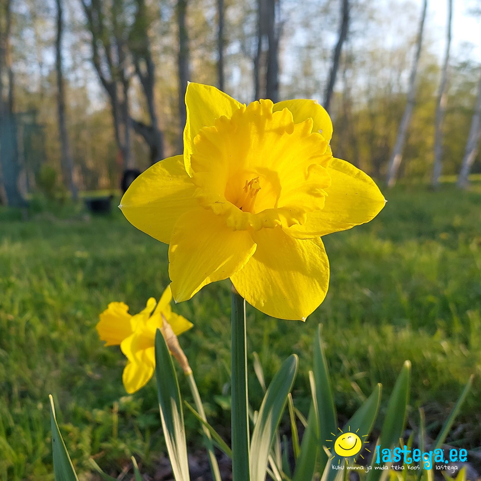 Kevadiste sibullillede istutamisel on üks kindel reegel, mida iga aednik peab teadma: nartsissid tuleb mulda panna alati enne tulpe. Lastega_ee