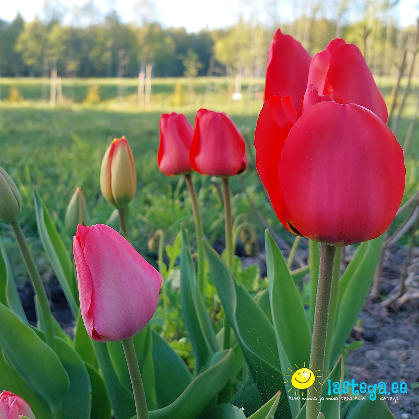 KEVADLILLED, tulbid. Kogenud aedniku nipp: ära kiirusta sügisel tulbisibulate muldapanekuga! Lastega.ee