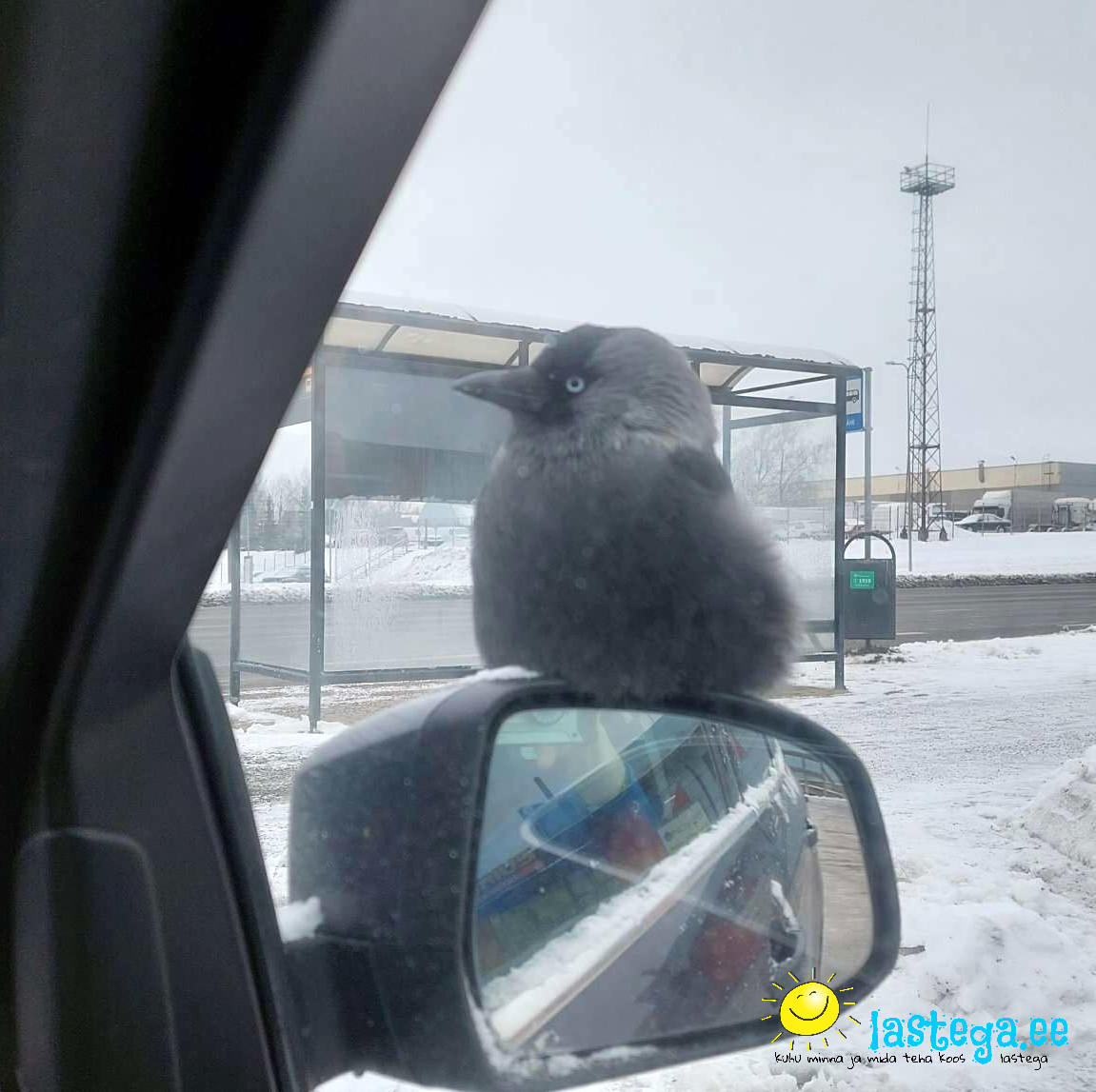 Talvel auto küljepeeglile eksinud linnuke.