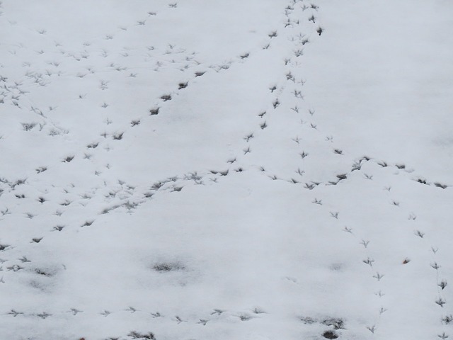 Llindude jäljed valgel lumel