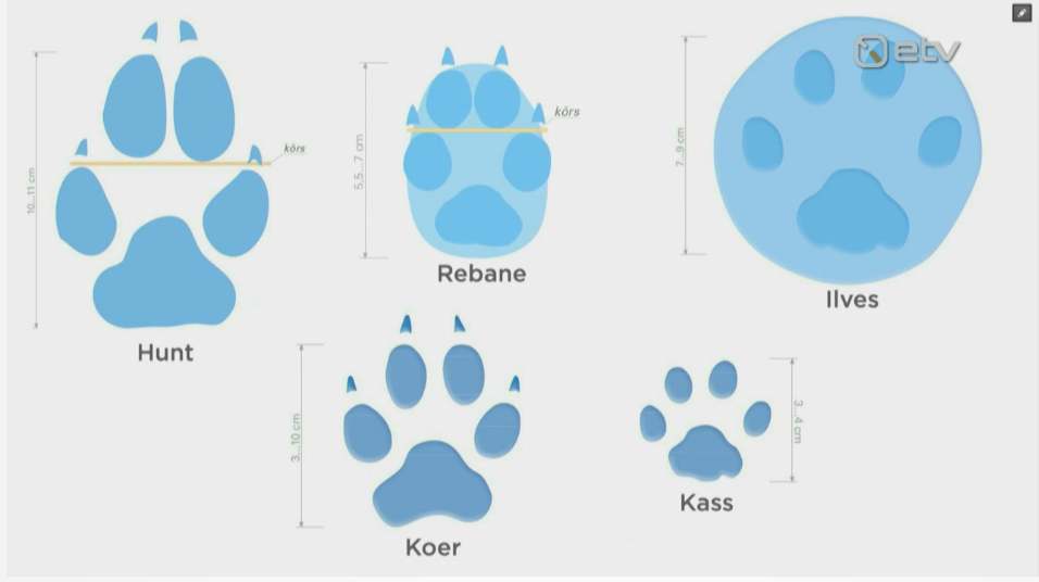 Loomade jälgede võrdlus - hunt, rebane, ilves, koer ja kass