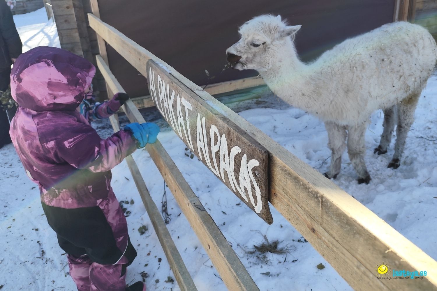 loomad alpakad lapimaal lastega ee 14650