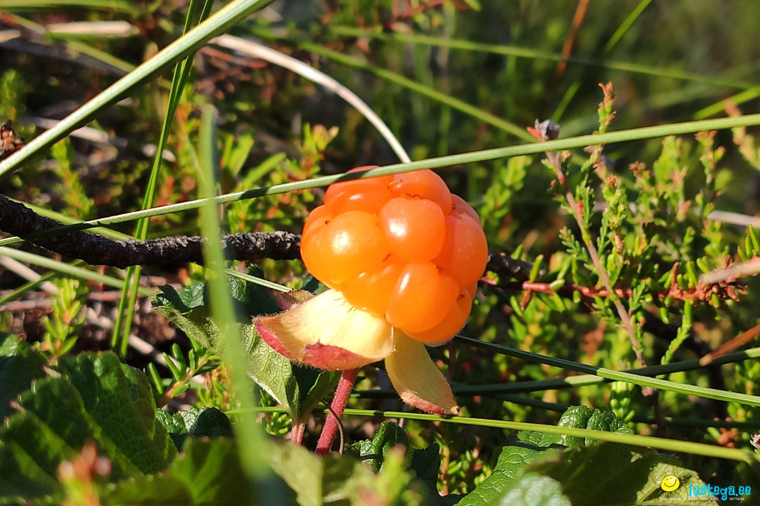 Küps murakas on kuldkollane ja tuleb kergelt oma pesast välja. Küps murakas on kuldkollane ja tuleb kergelt oma pesast välja.