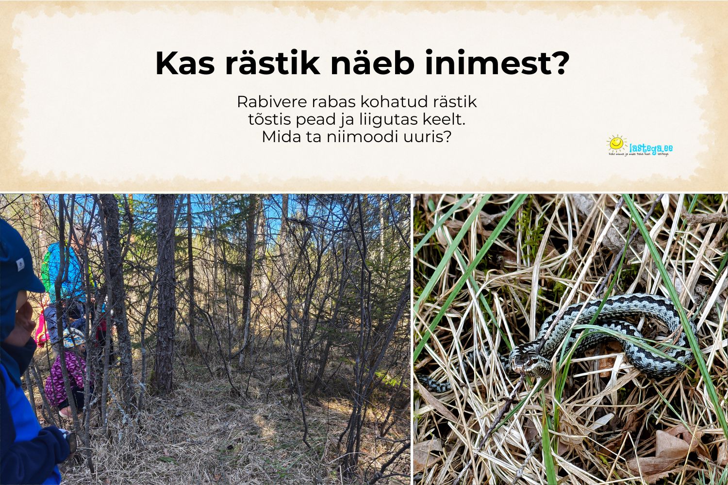 Lapsed märkavad Rabivere rabas kuivanud rohu sees pead tõstnud rästikut