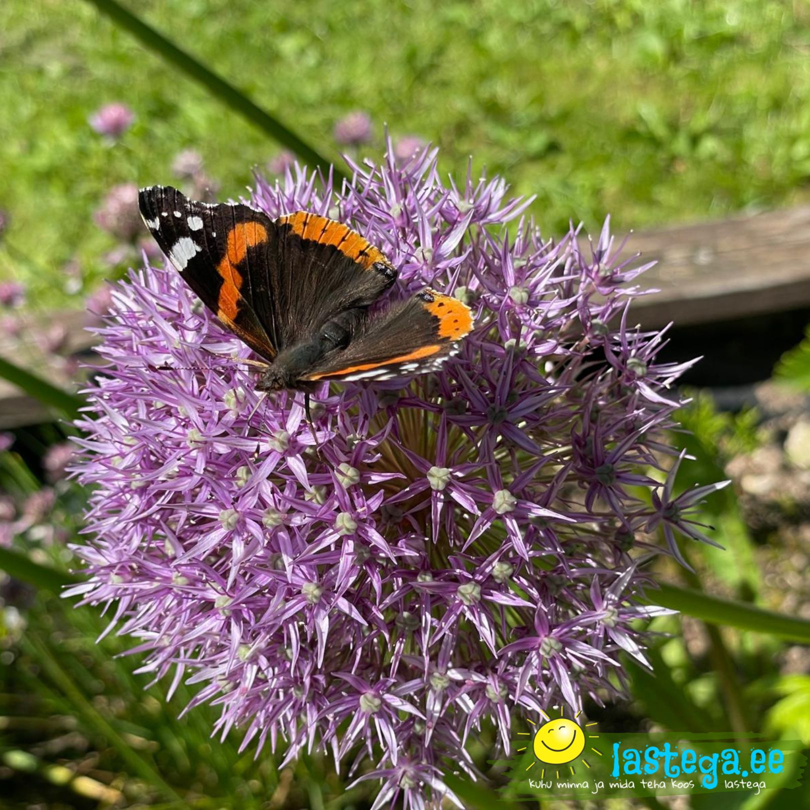 Admiral (Vanessa atalanta) – Rändav iludus meie aedades. @Lastega.ee
