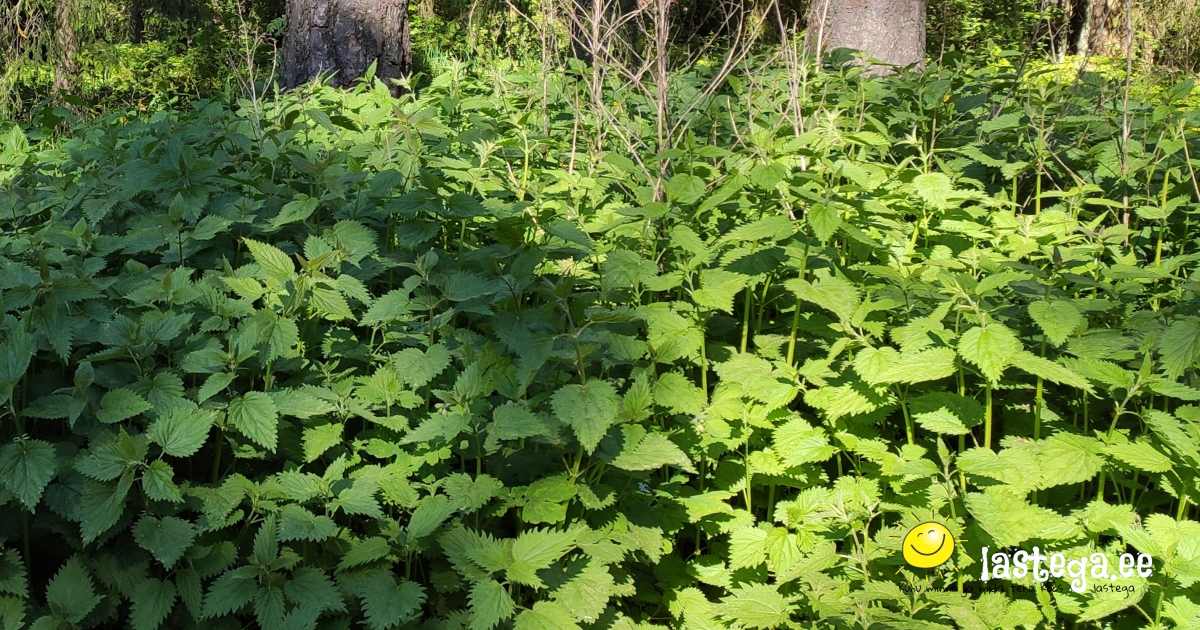 Nõgeseleotis on looduslähedane vahend, mis on korraga nii väetis kui ka kahjuritõrjevahend. @Lastega.ee Nõgeseleotis on looduslähedane vahend, mis on korraga nii väetis kui ka kahjuritõrjevahend. @Lastega.ee