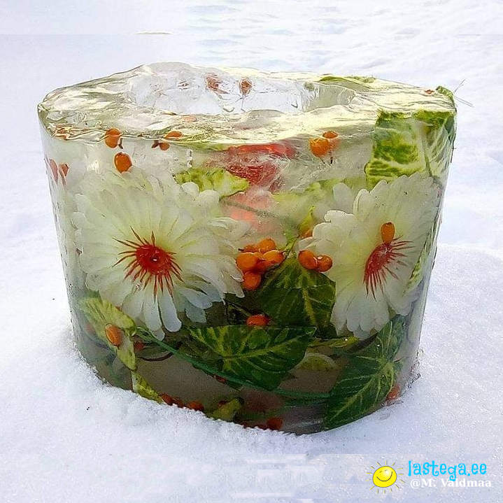 Mae jäälatern lilledega