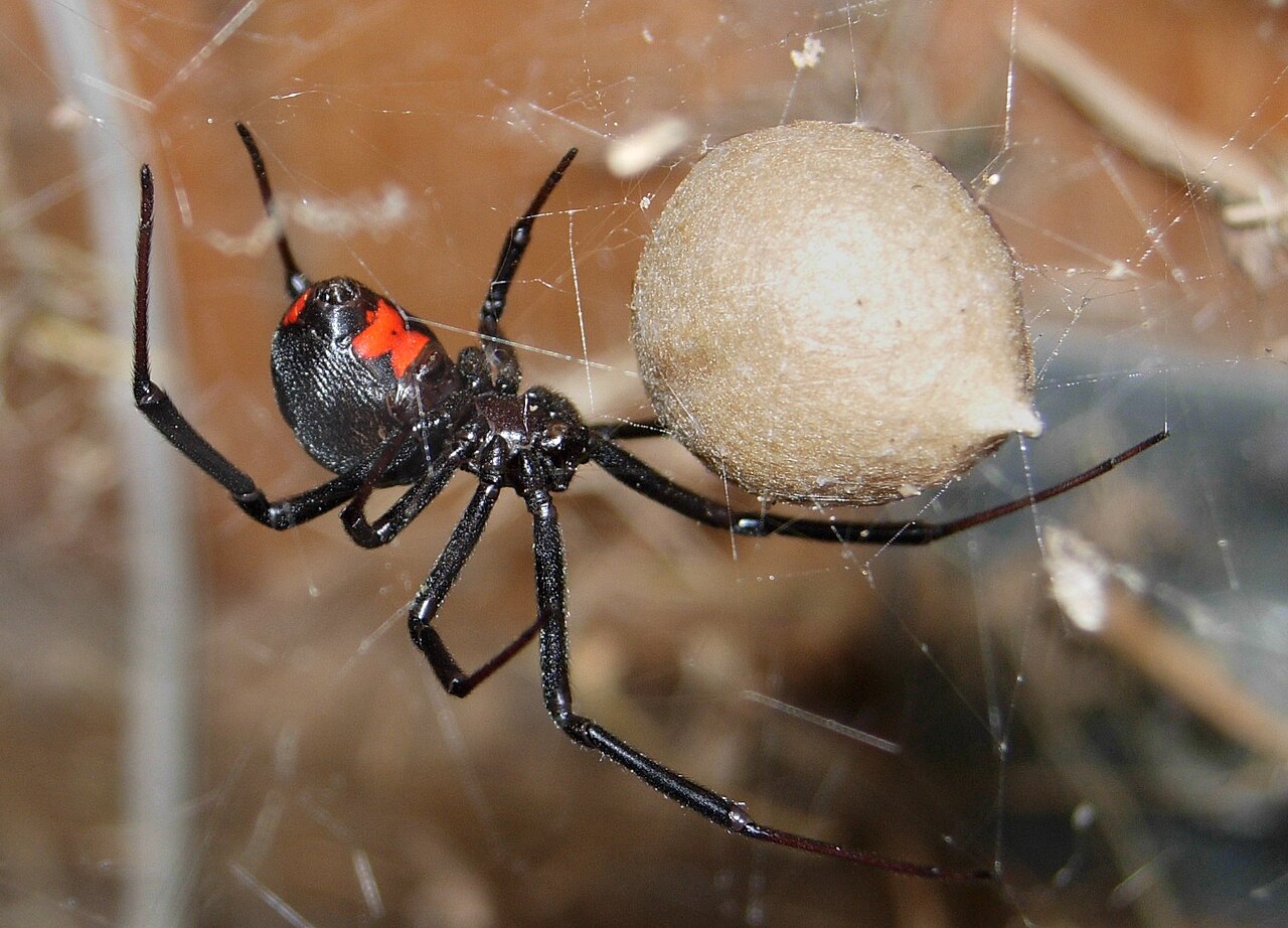 Must ämblik! pilt Wikipediast (Black Widow Spider) Must ämblik! pilt Wikipediast (Black Widow Spider)